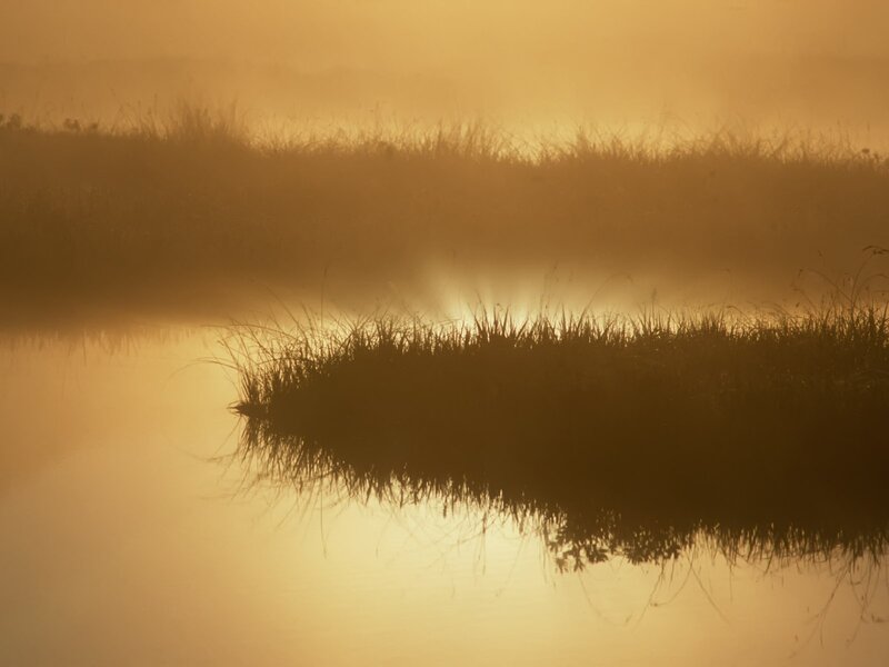 Mist over a calm marsh