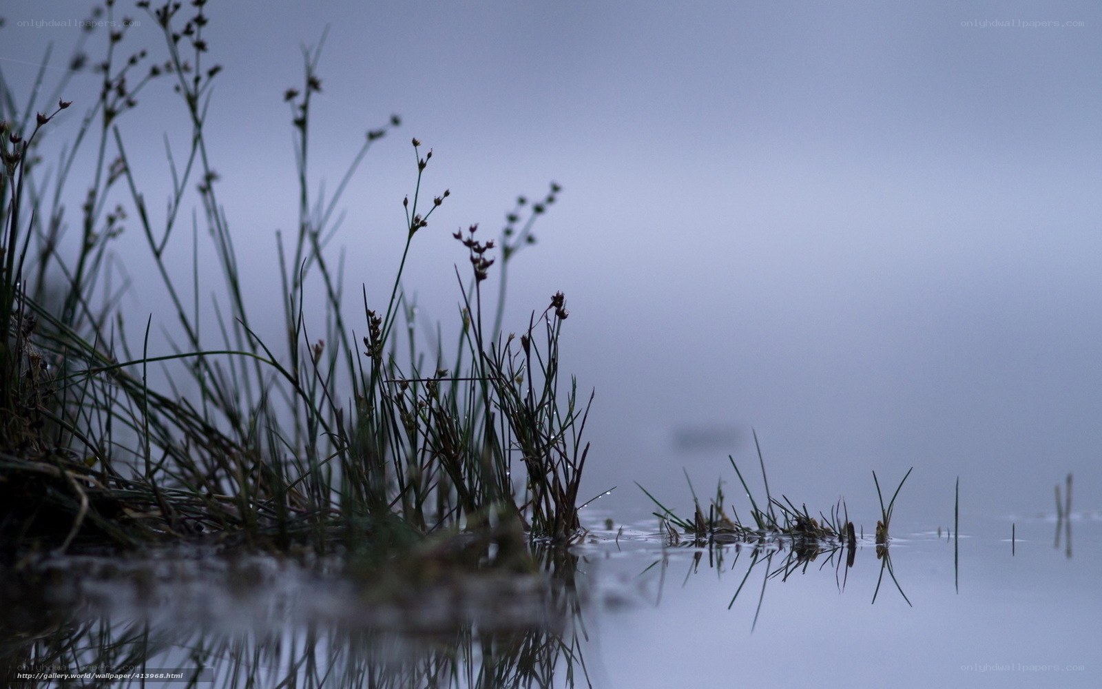 Mist over a calm pond