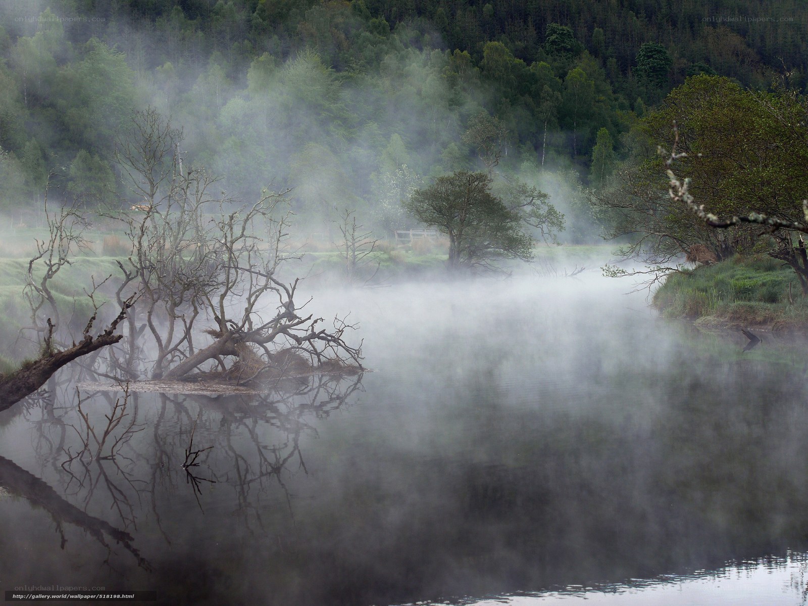 Mist over a forest lake