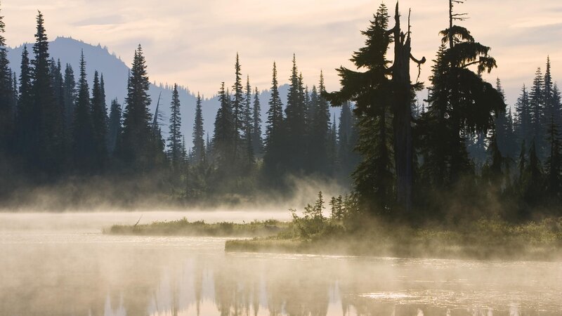 Mist over a forest lake
