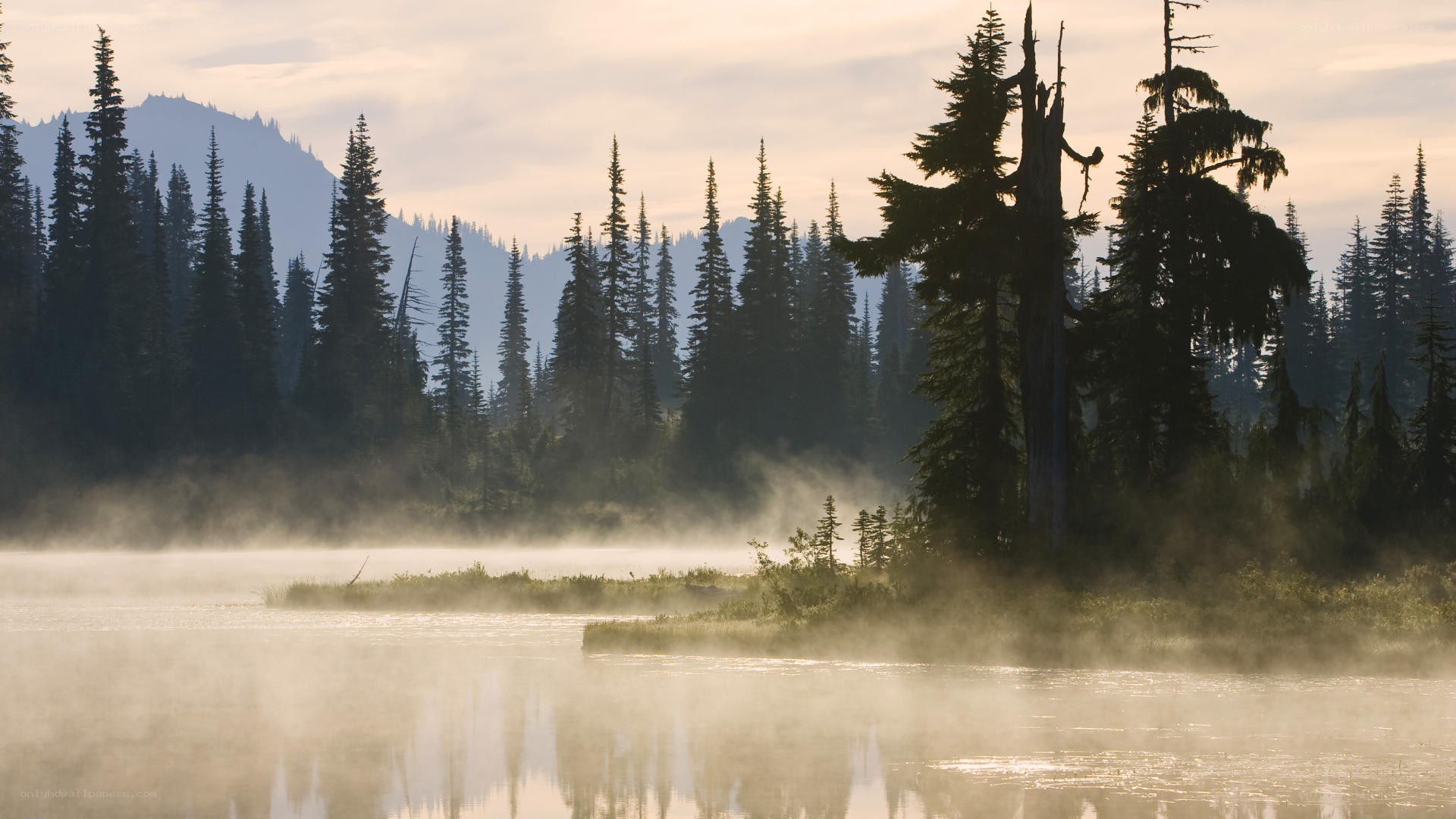 Mist over a forest lake