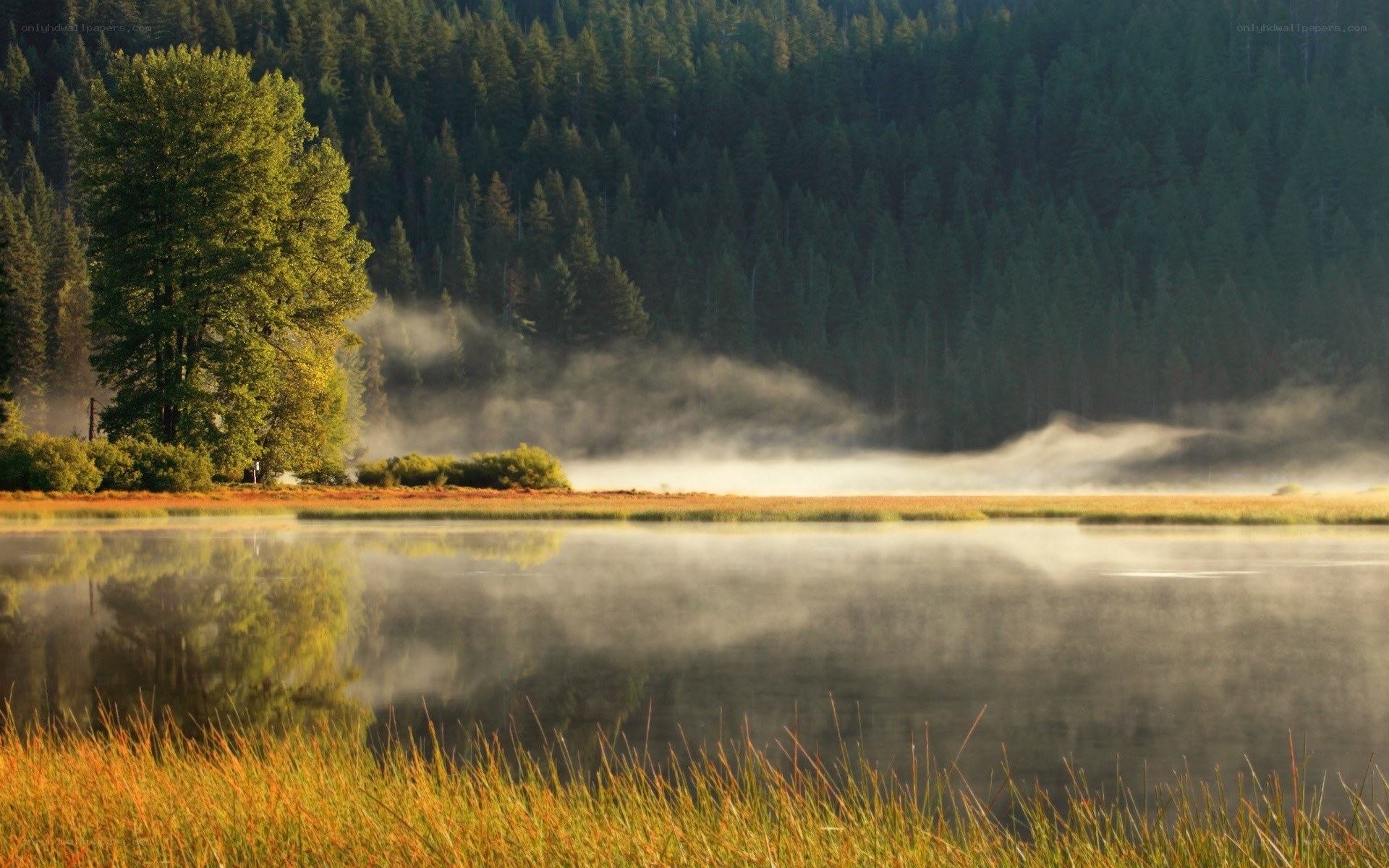 Mist over a forest lake