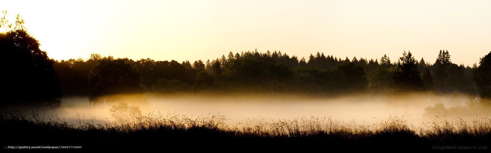 Mist over a forest lake