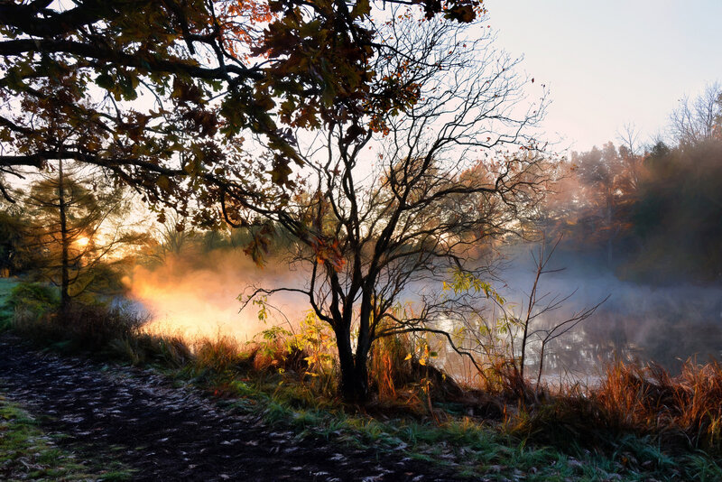Mist over a forest pond
