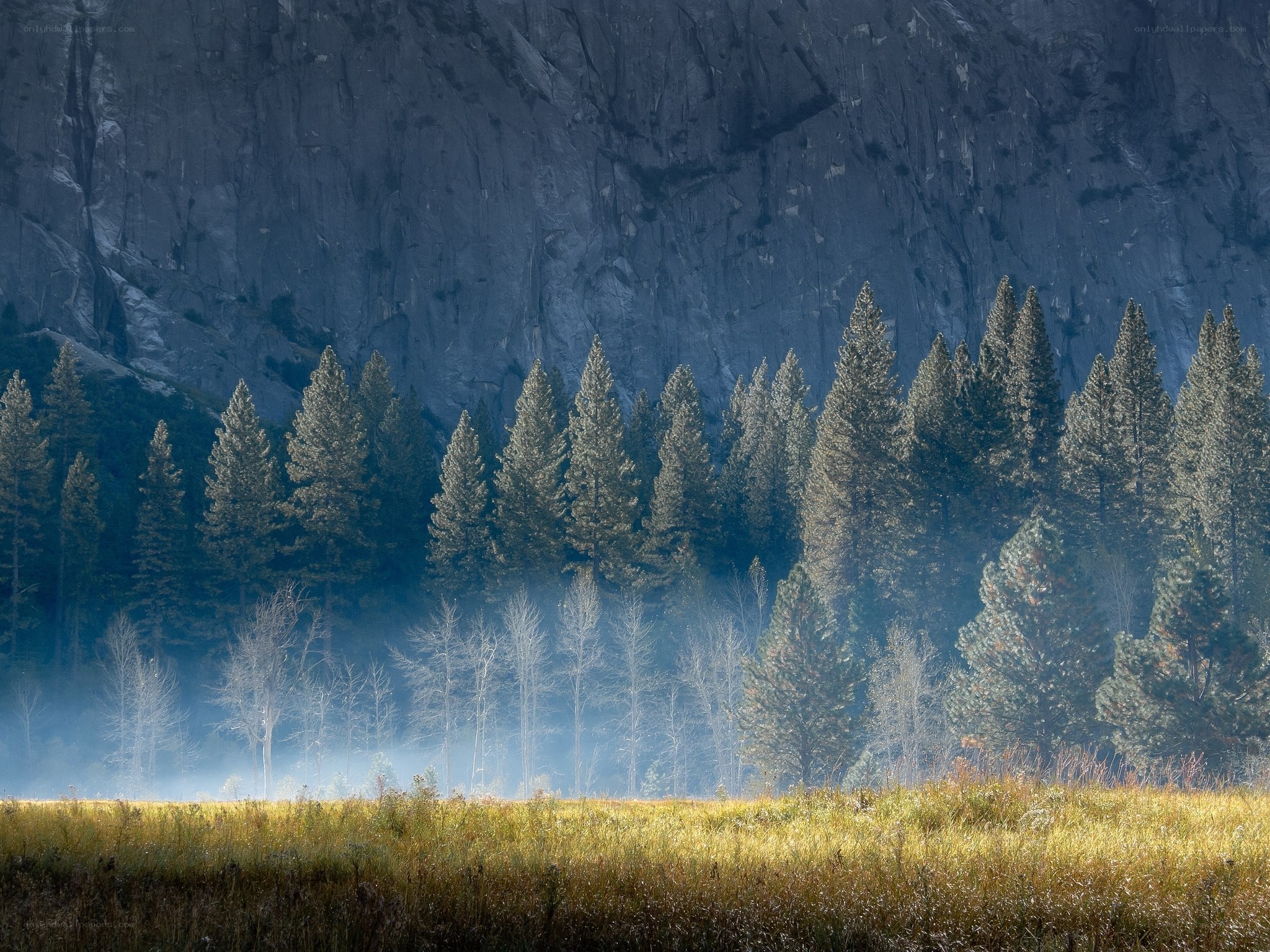 Mist over a forest valley