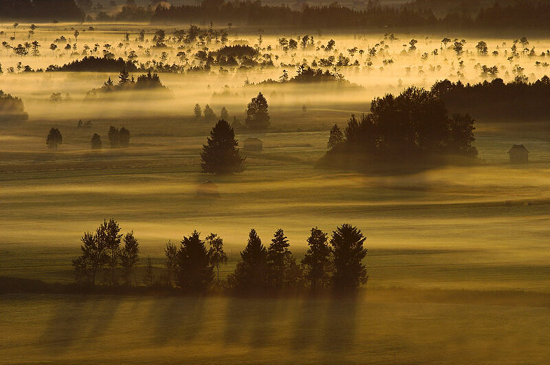 Mist over a golden field
