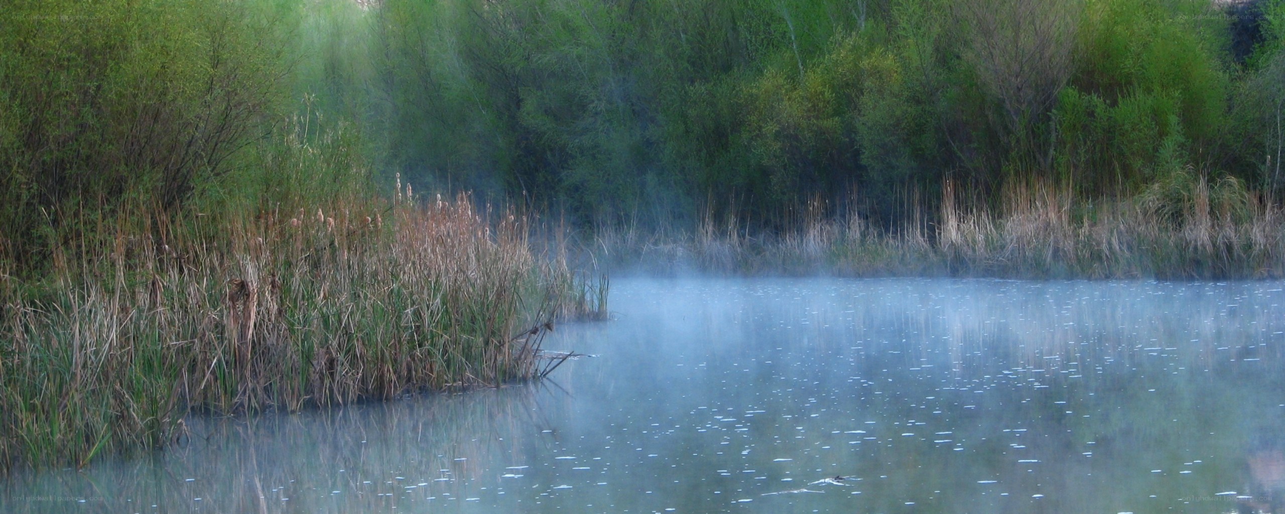 mist over a tranquil pond