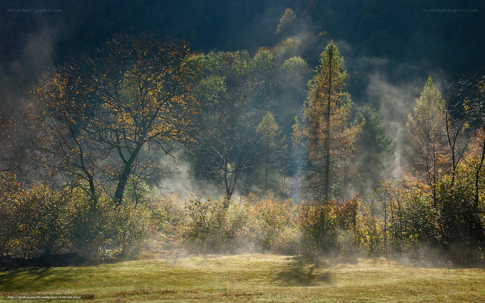 Mist over autumn forest