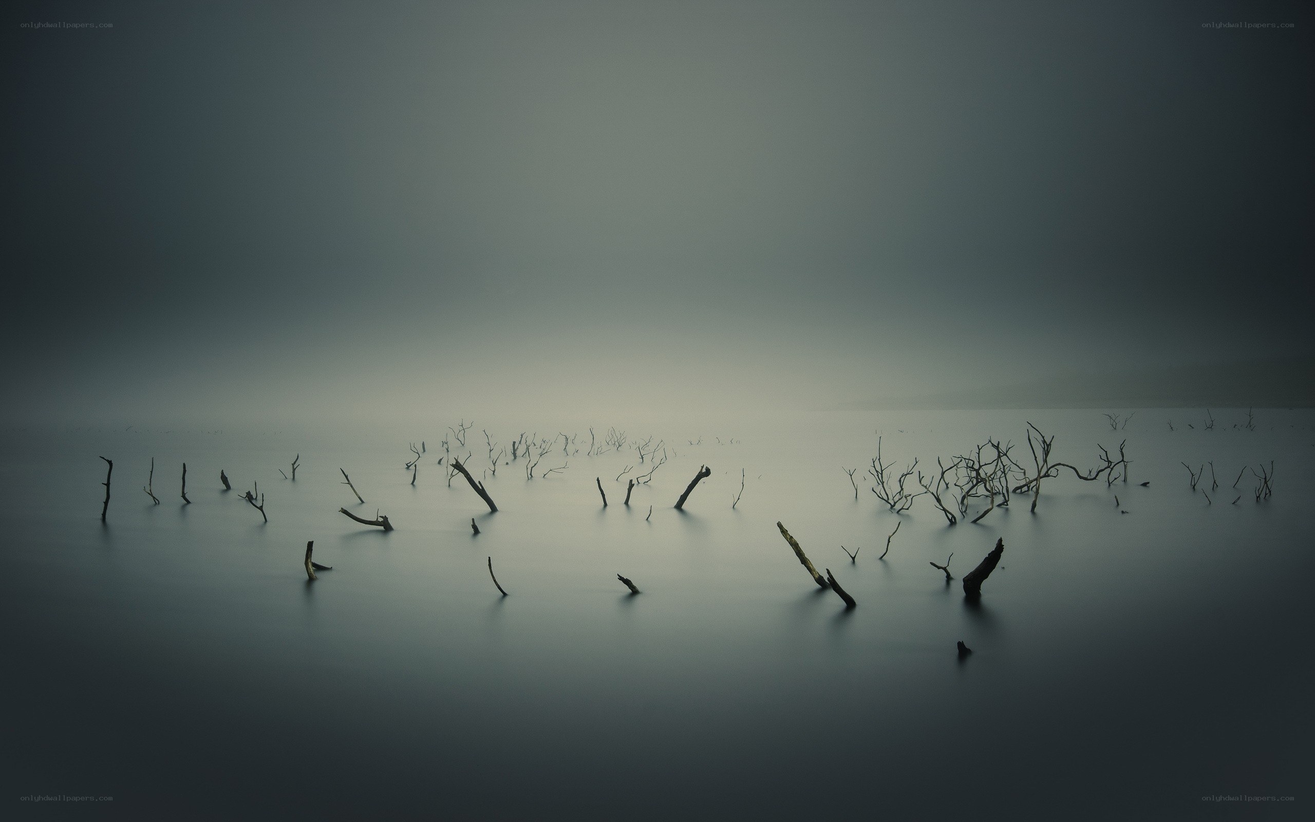 Mist over dead trees