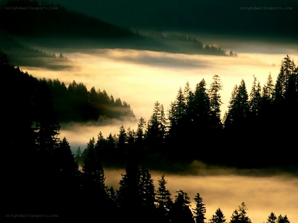 Mist over forest at dawn