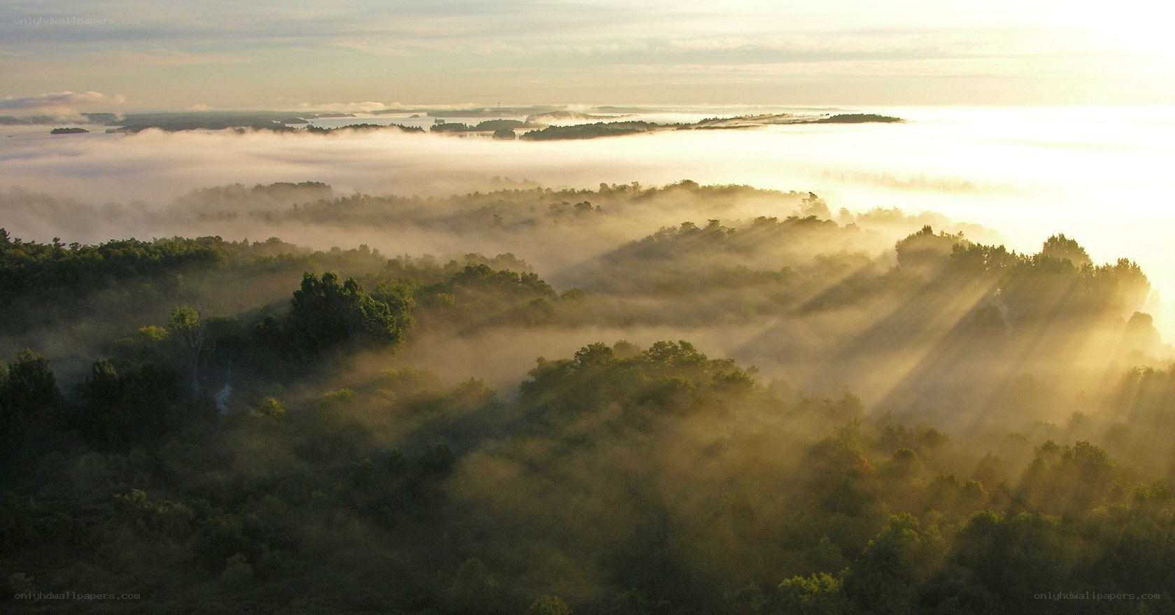 Mist over forest at sunrise