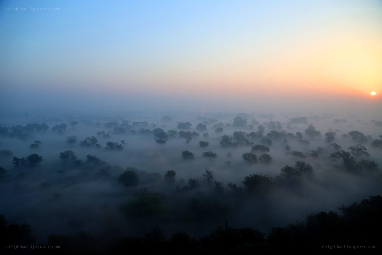 Mist over forest at sunrise