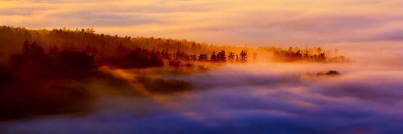 Mist over forest at sunrise