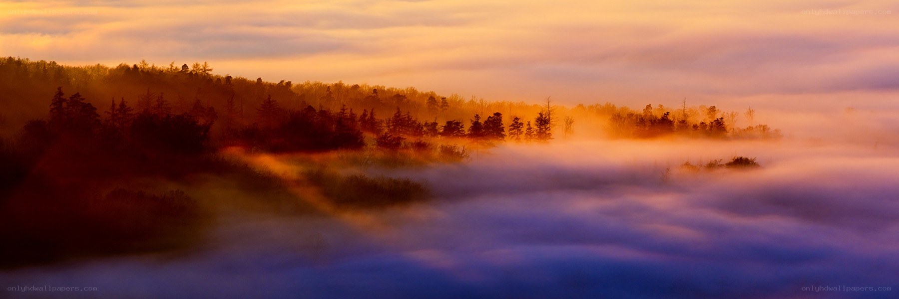 Mist over forest at sunrise