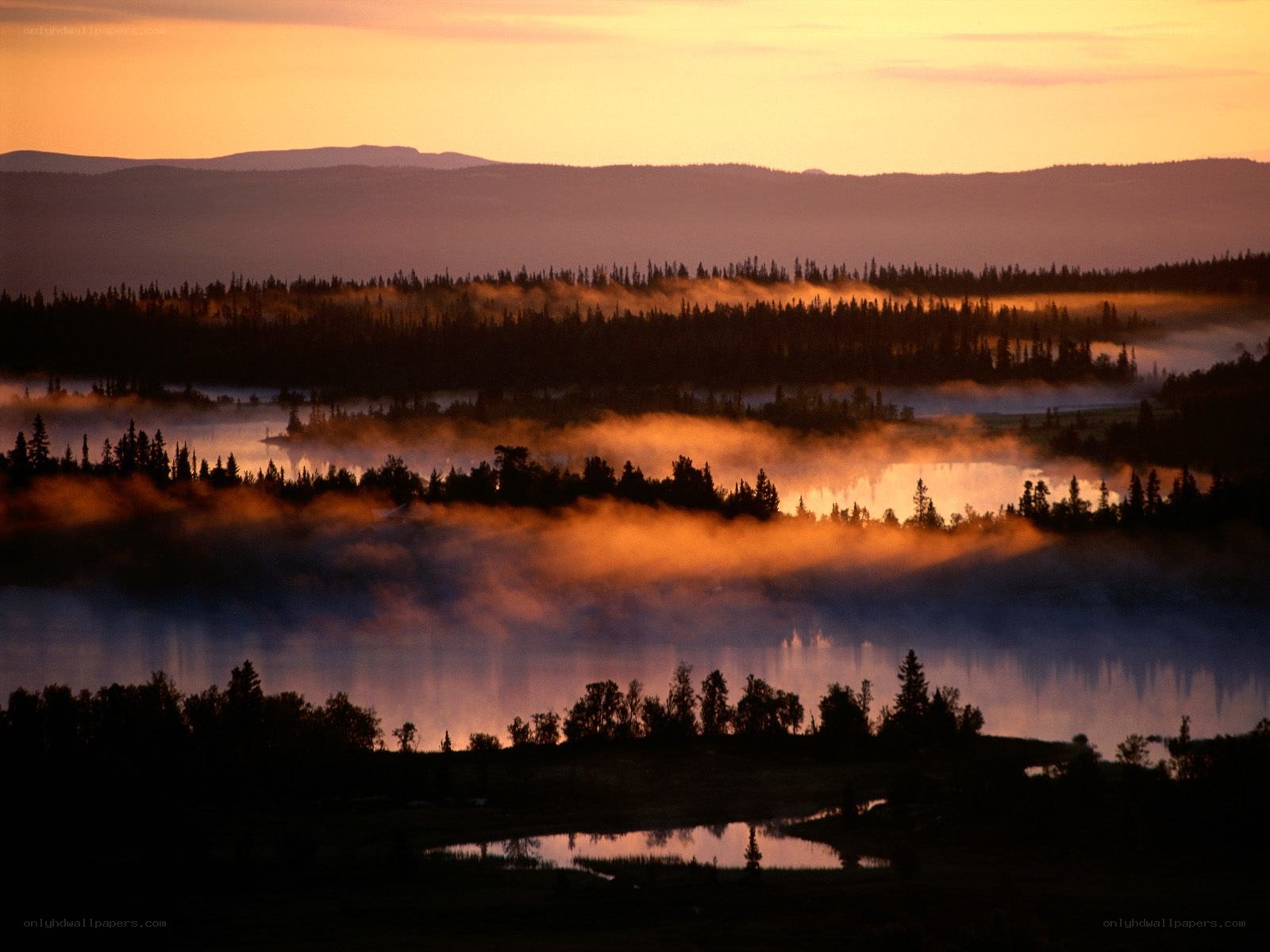 Mist over forest at sunrise