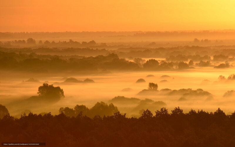 Mist over forest at sunrise