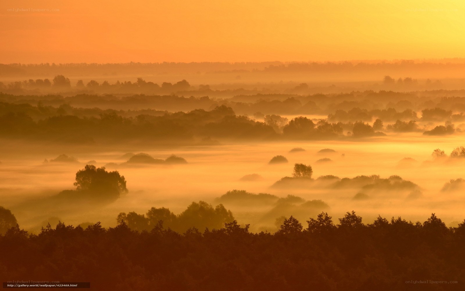 Mist over forest at sunrise