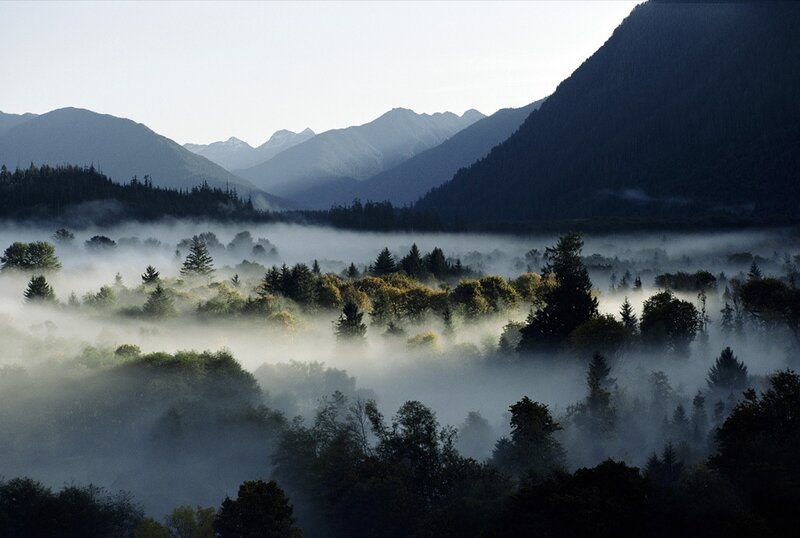 Mist over forested valley
