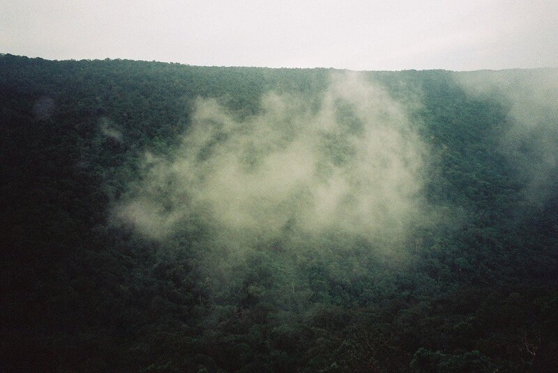 Mist over Forested Valley — Green