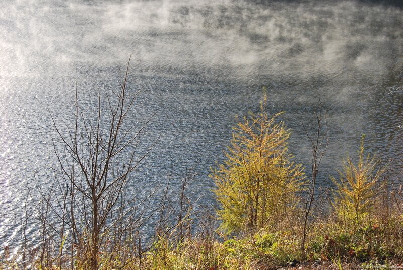 Mist over Lake with Trees