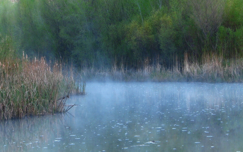Mist over Pond
