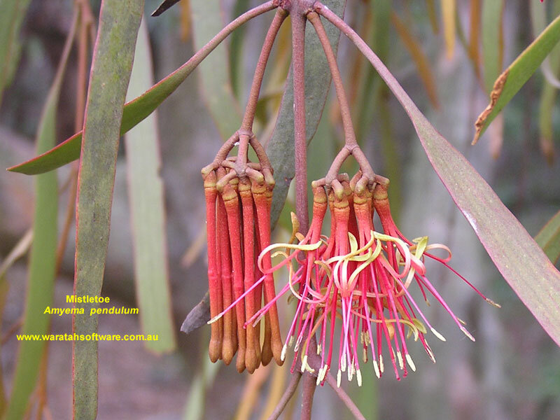 Mistletoe Flowers