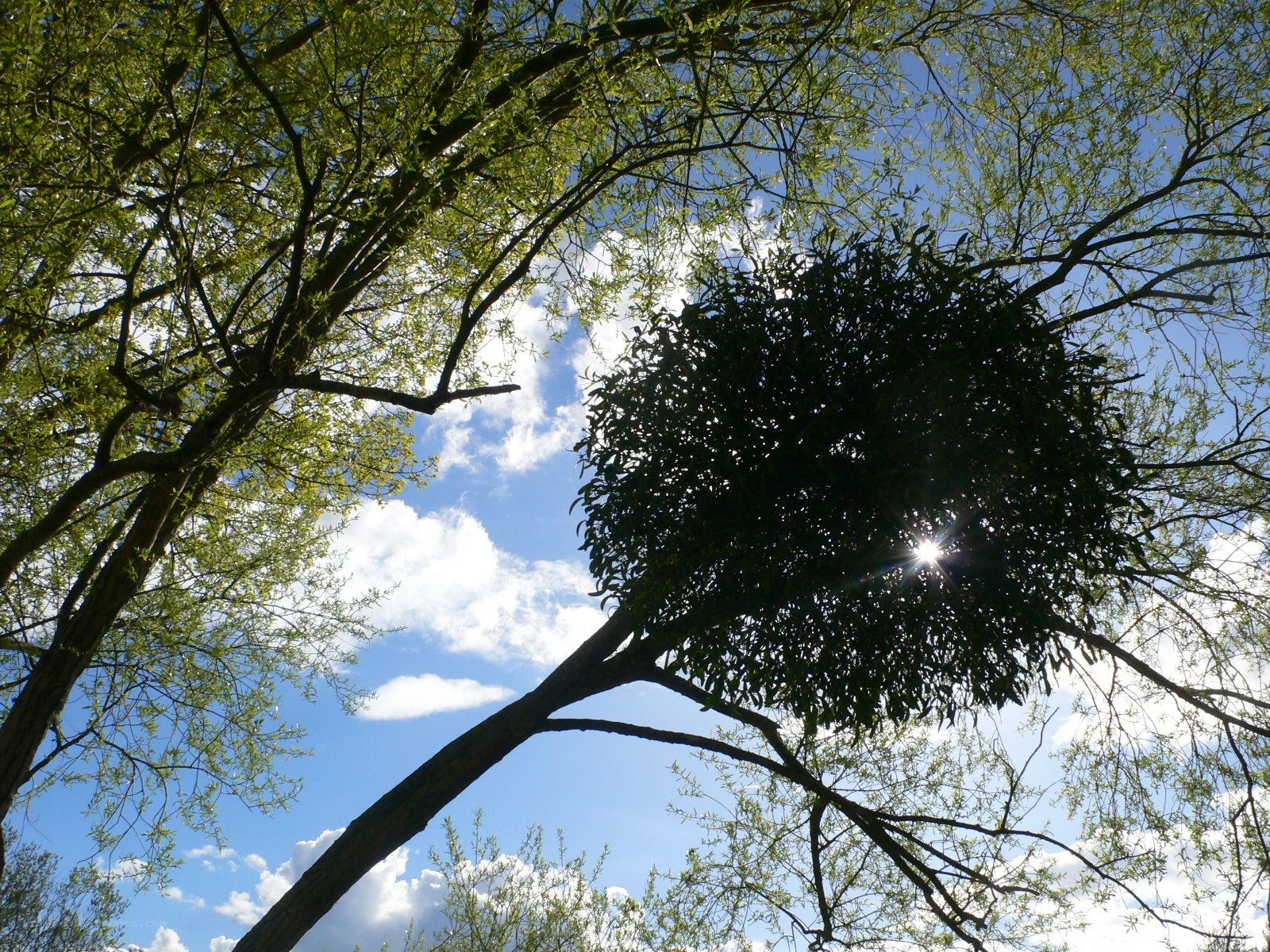Mistletoe in a tree