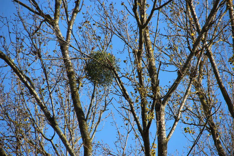 Mistletoe in Tree