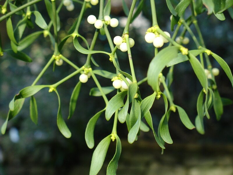 Mistletoe with Berries — Green