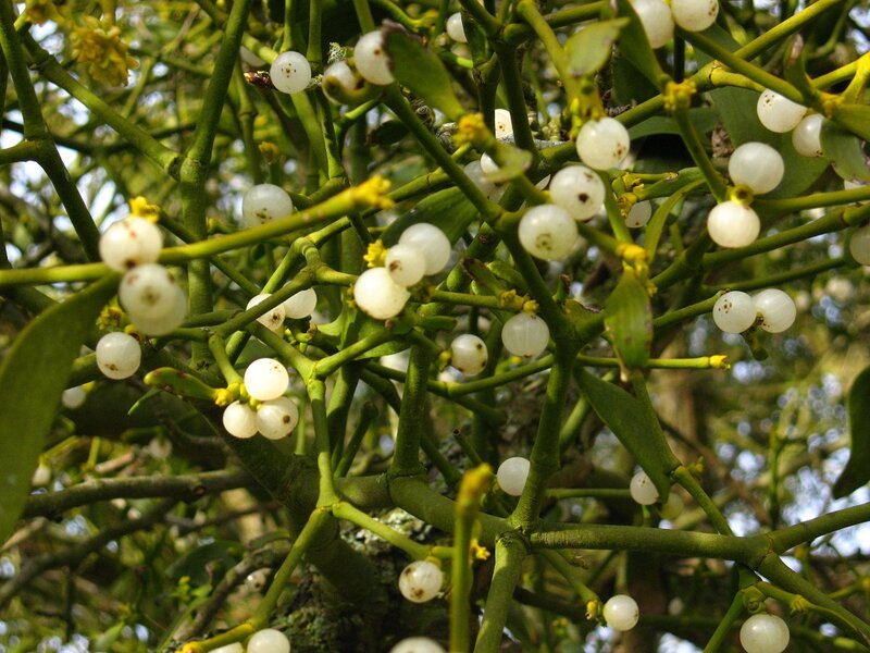 Mistletoe with Berries
