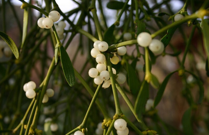 Mistletoe with White Berries — Green
