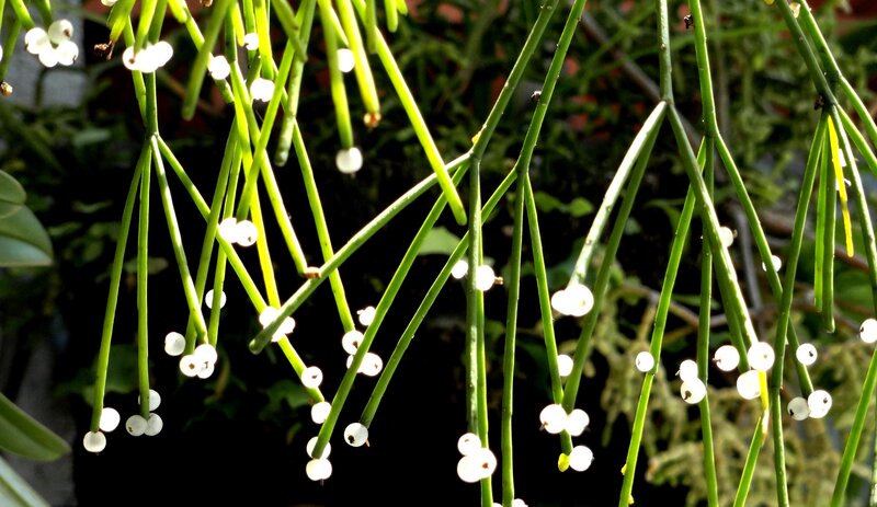 Mistletoe with White Berries