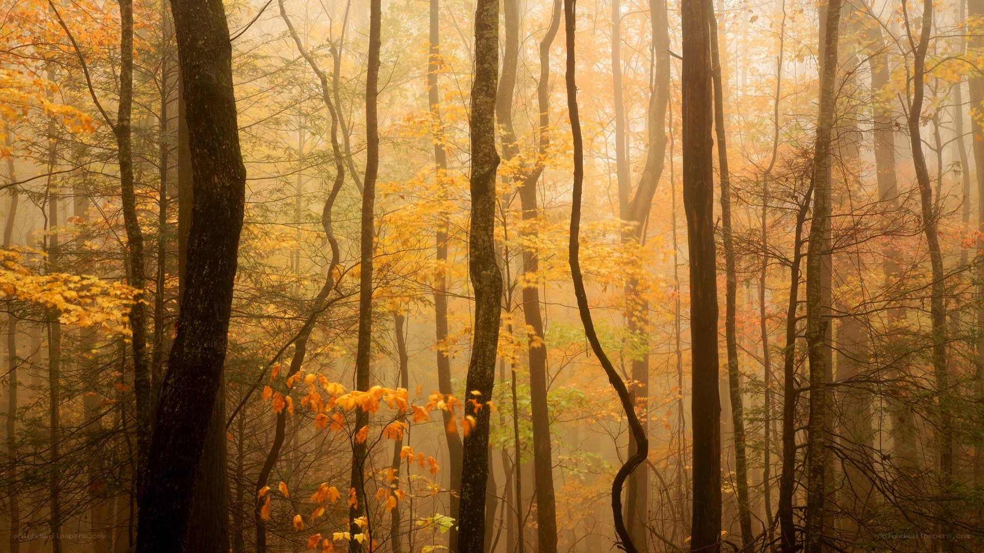 Misty autumn forest