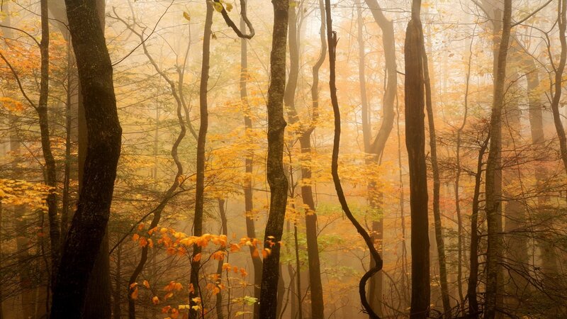 Misty autumn forest