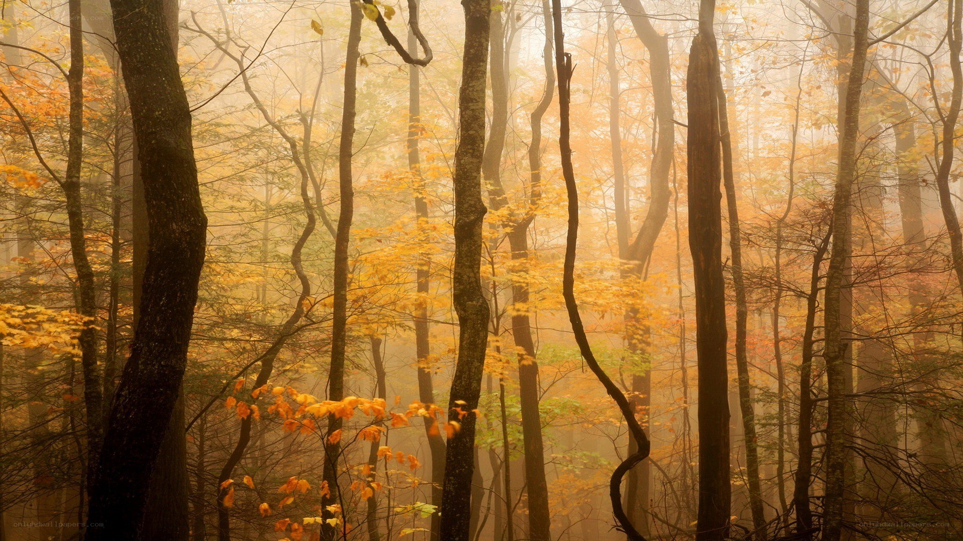 Misty autumn forest