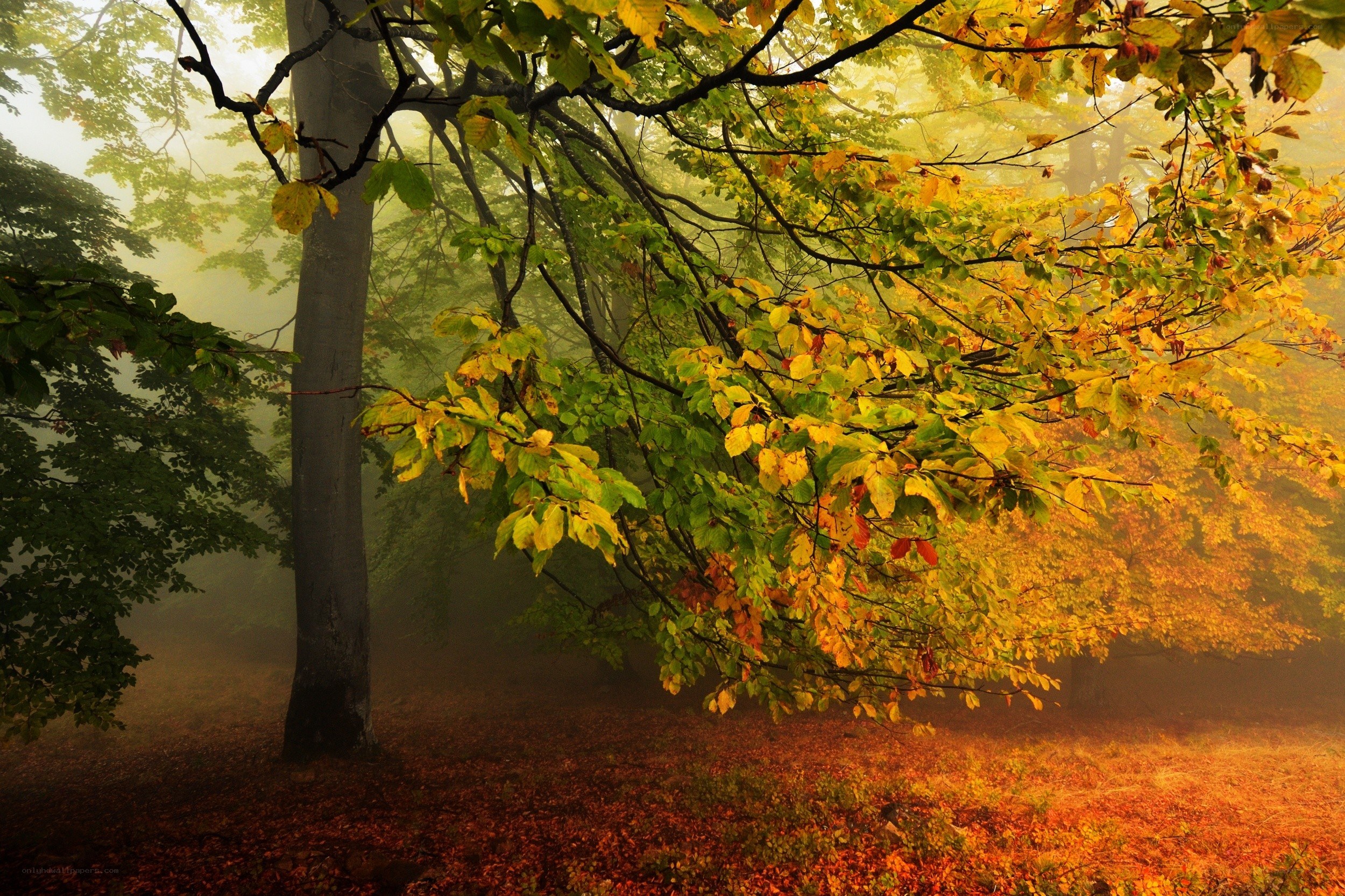 Misty autumn forest