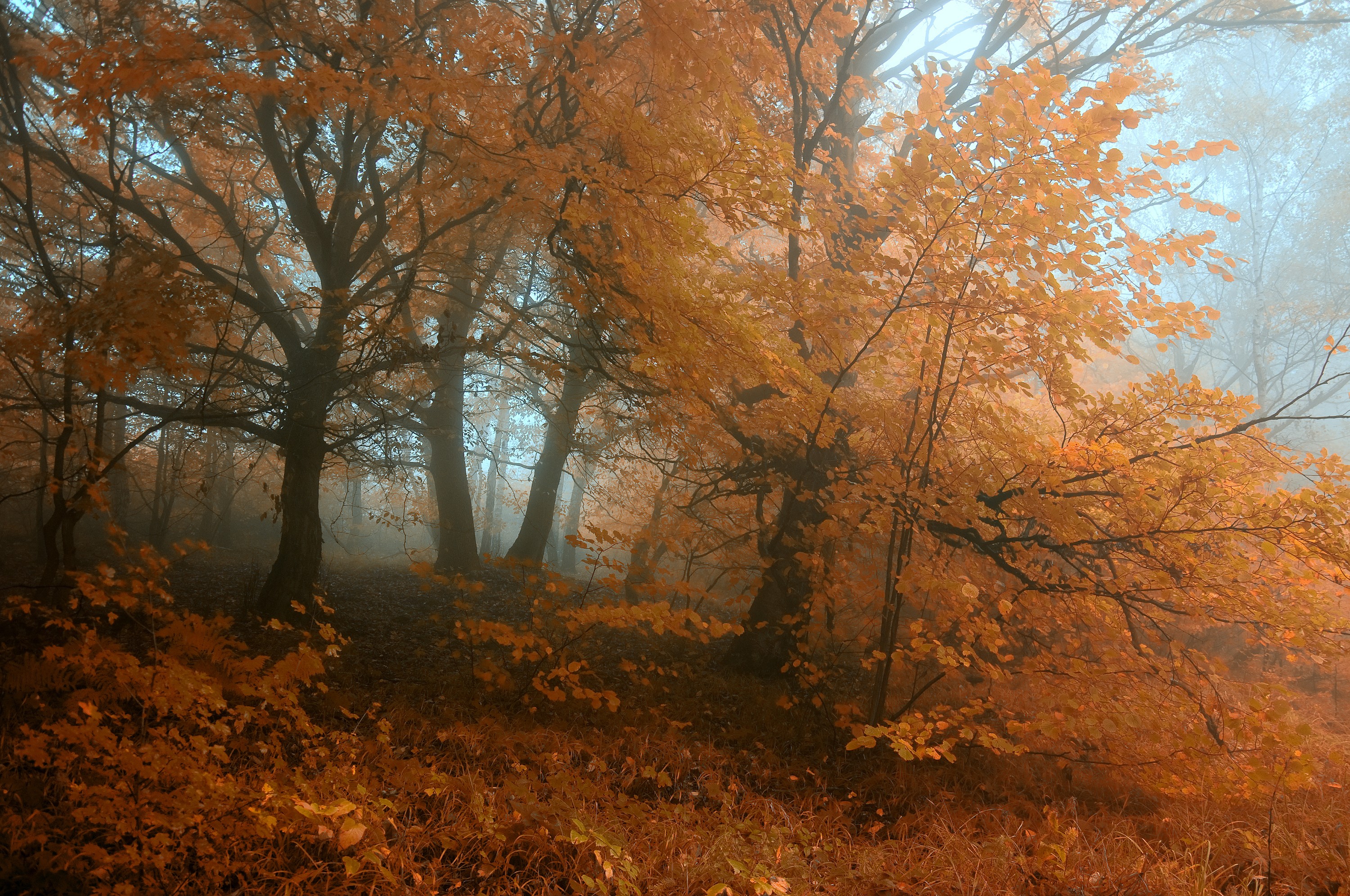 Misty autumn forest