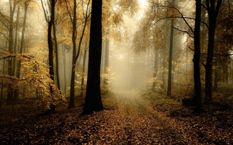 Misty autumn forest path