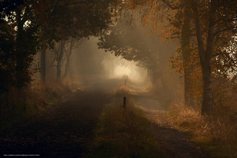 Misty autumn forest path