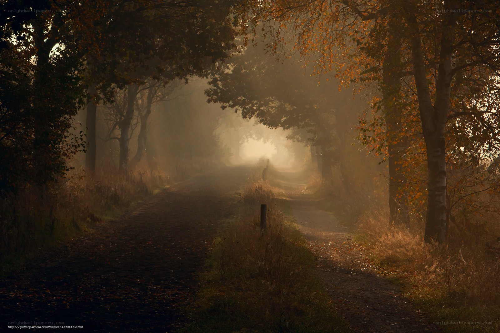 Misty autumn forest path