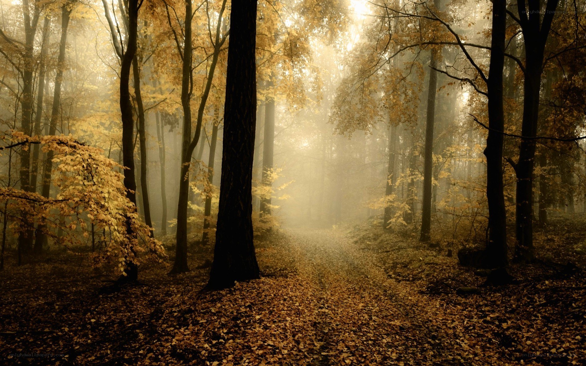Misty autumn forest path