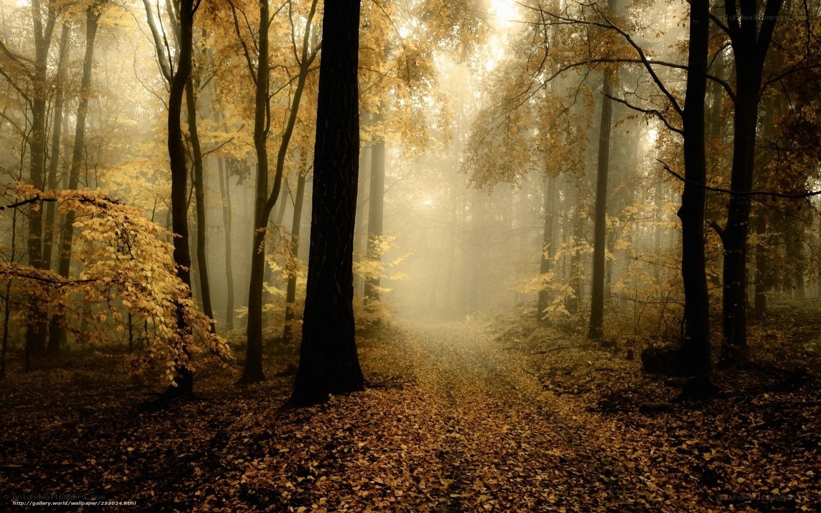 Misty autumn forest path