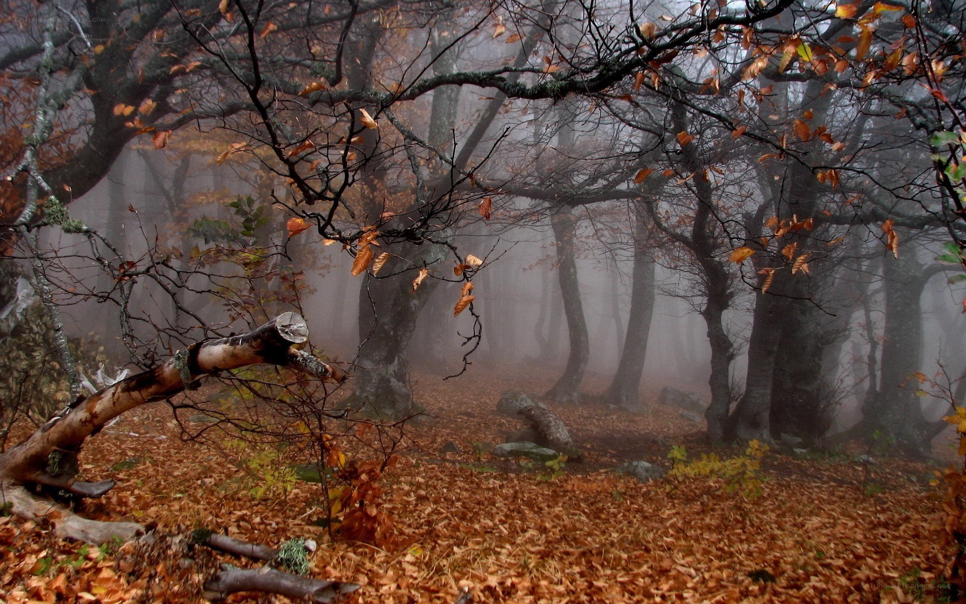 Misty autumn forest