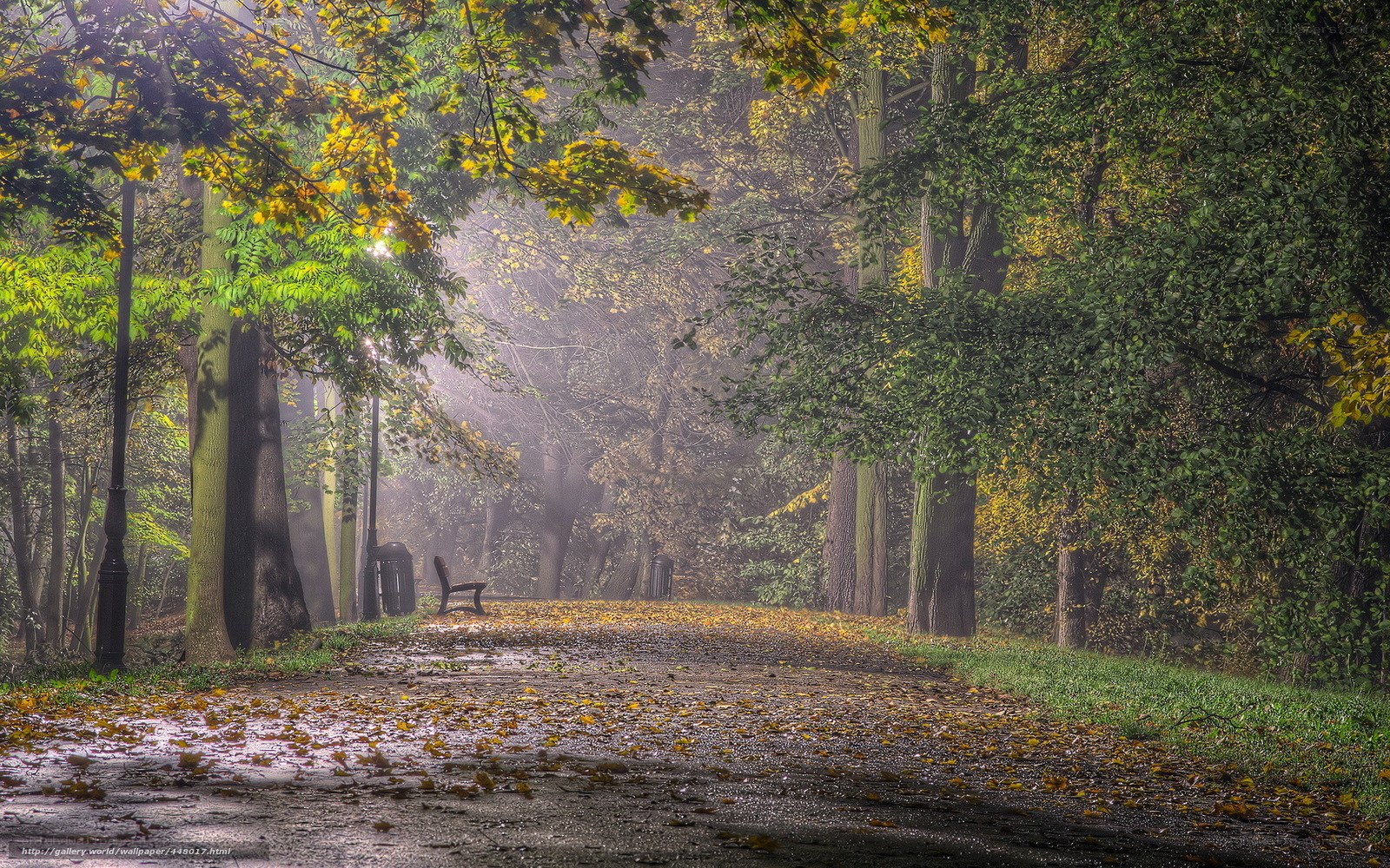 Misty autumn park path