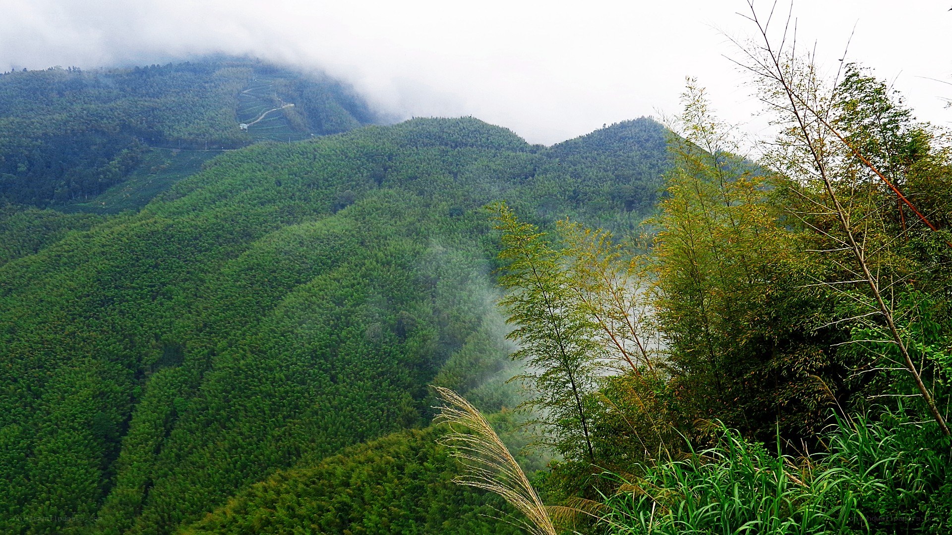 misty bamboo-covered mountains