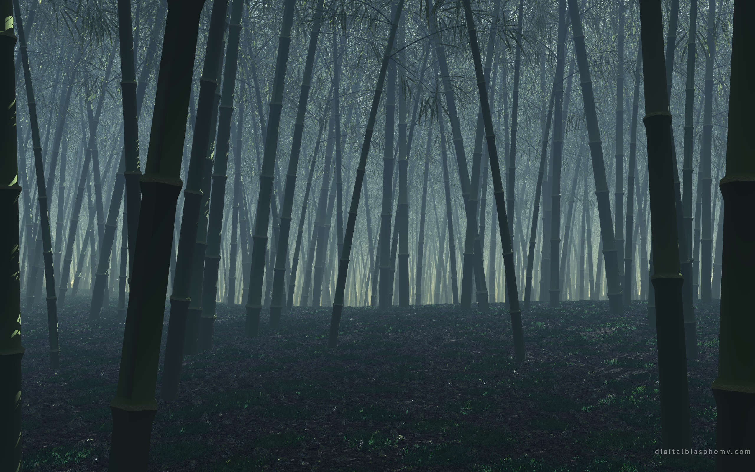 Misty bamboo forest