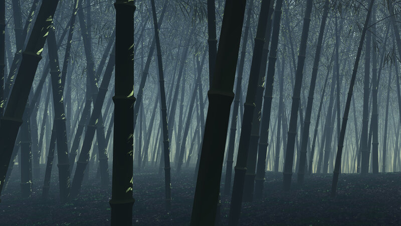 misty bamboo forest