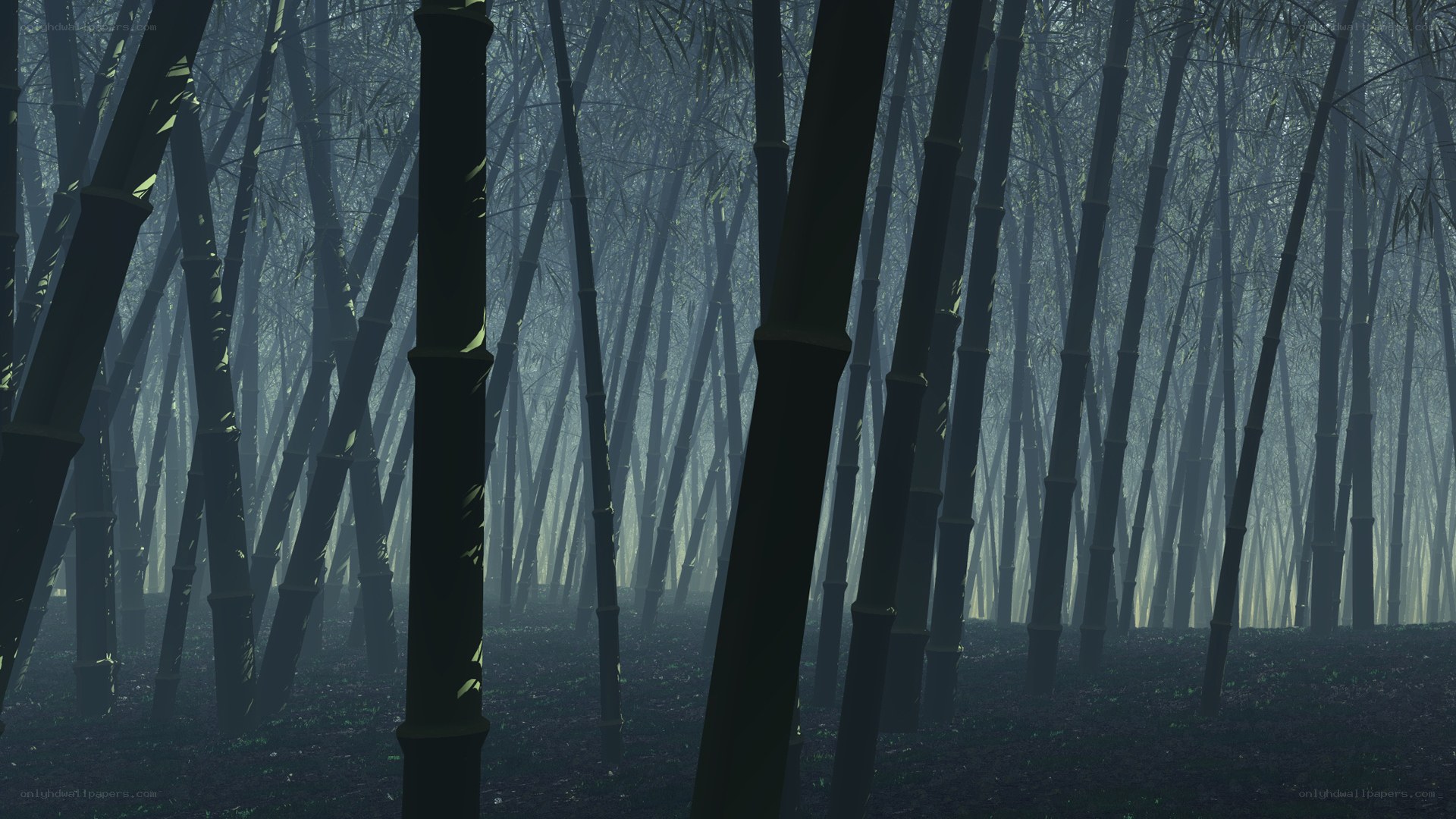 misty bamboo forest
