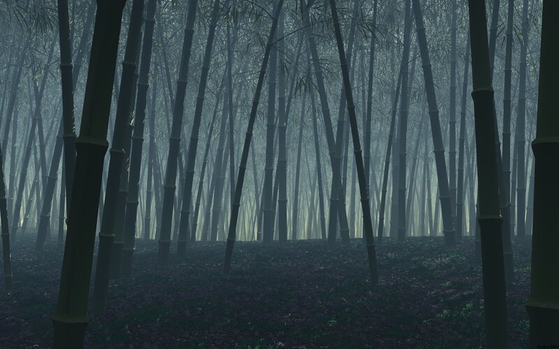 Misty bamboo forest