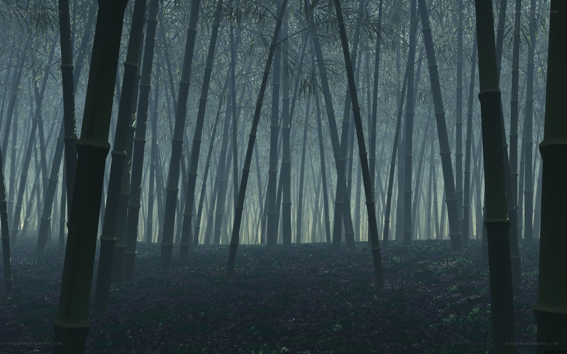 Misty bamboo forest